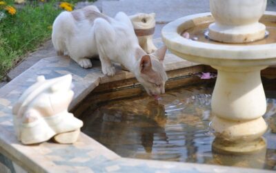 Pourquoi mon chat âgé boit beaucoup ? (Causes fréquentes et solutions à connaître)