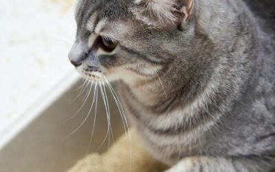 Les meilleures litières pour chats âgés (confort, hygiène et facilité d’accès)