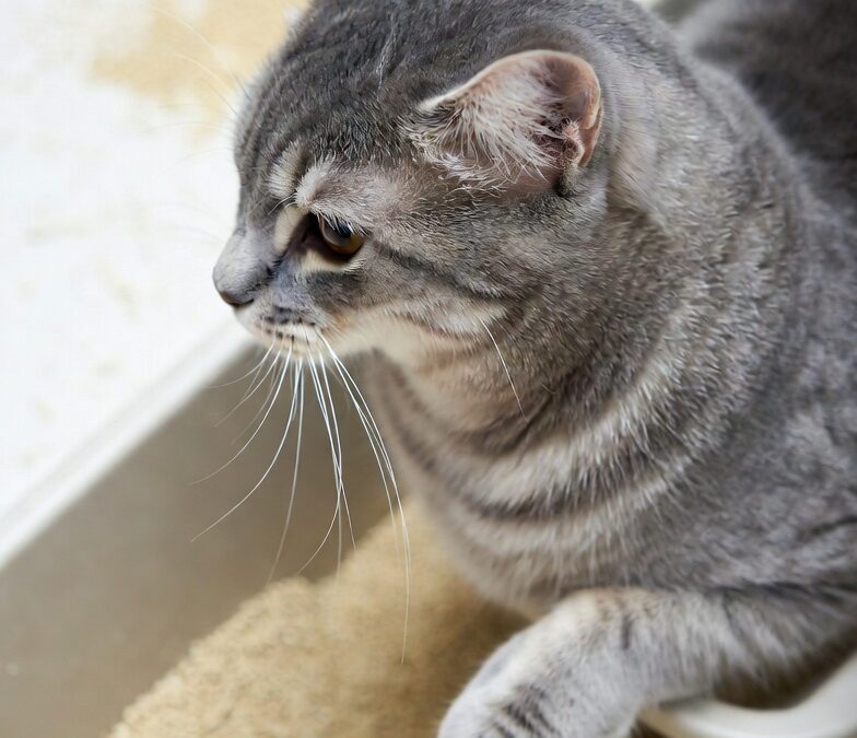 Les meilleures litières pour chats âgés (confort, hygiène et facilité d’accès)