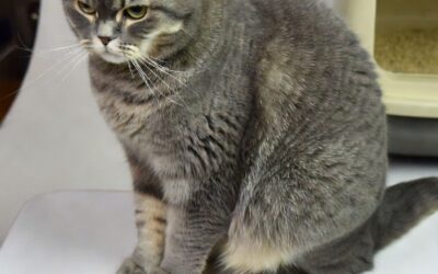 Chat âgé qui maigrit : comprendre, agir vite et préserver sa santé