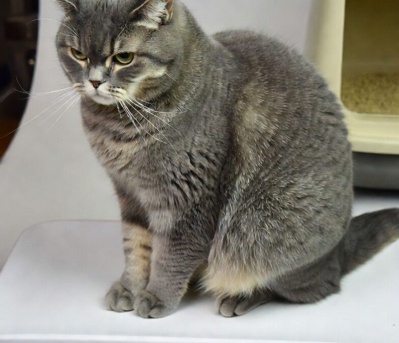 Chat âgé qui maigrit : comprendre, agir vite et préserver sa santé