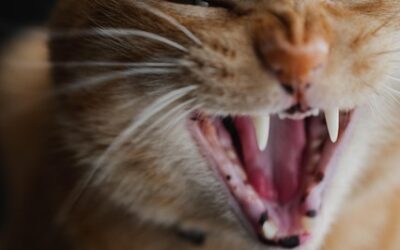 Chat âgé qui miaule la nuit : causes et solutions efficaces pour retrouver des nuits paisibles