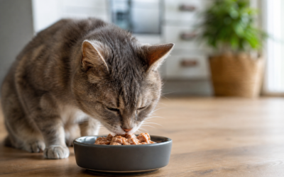 Protéines pour chat âgé : pourquoi sont-elles essentielles après 10 ans ?