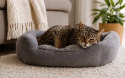 Comprendre le comportement du chat arthrosique pour mieux choisir son couchage : un guide essentiel pour améliorer son confort