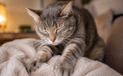 Pourquoi les chats pétrissent-ils ? Tout savoir sur le pétrissage du chat