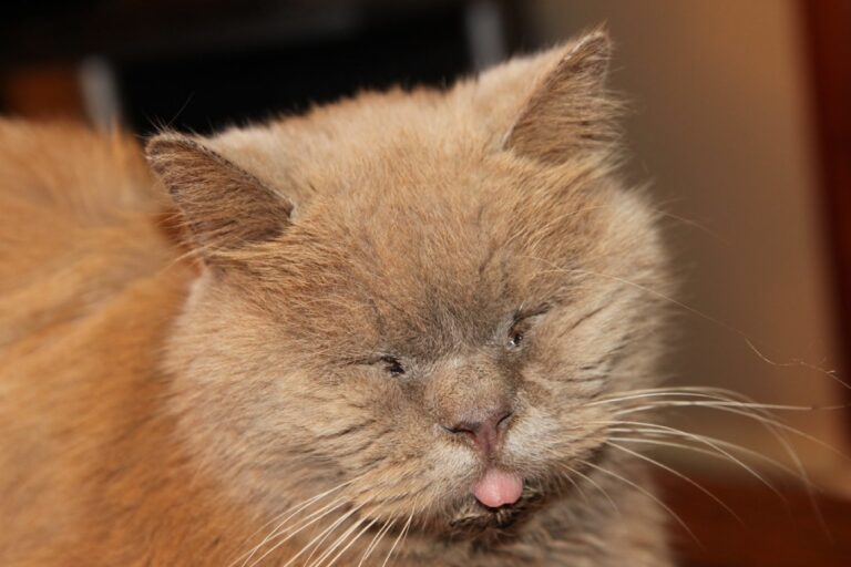Chat senior aux yeux mi-clos et à l'expression fatiguée, illustrant les signes de déclin cognitif à surveiller chez le chat âgé