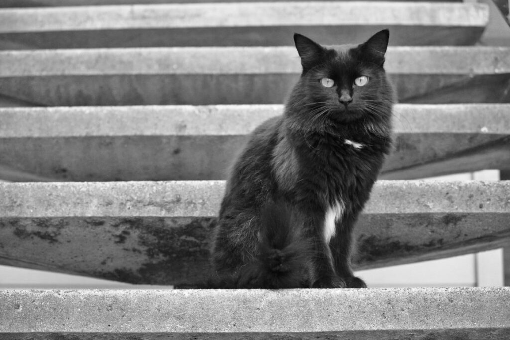 Chat noir assis sur des marches en pierre, illustration de l'aménagement de l'accès et de la mobilité pour un chat âgé en déclin cognitif