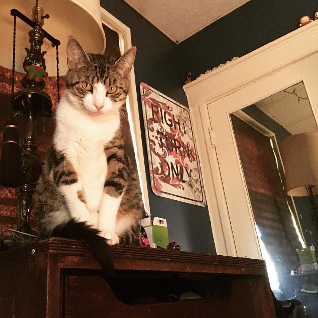 Chat âgé assis dans une pièce faiblement éclairée la nuit, le regard fixe, illustrant la confusion nocturne liée au déclin cognitif.