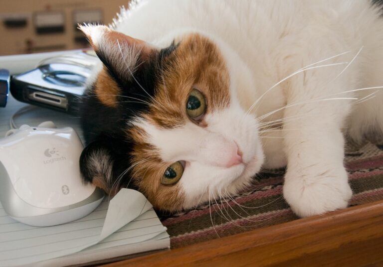 Chat allongé sur un bureau, le regard tourné vers le lointain, illustration du comportement de fixation du vide chez le chat âgé