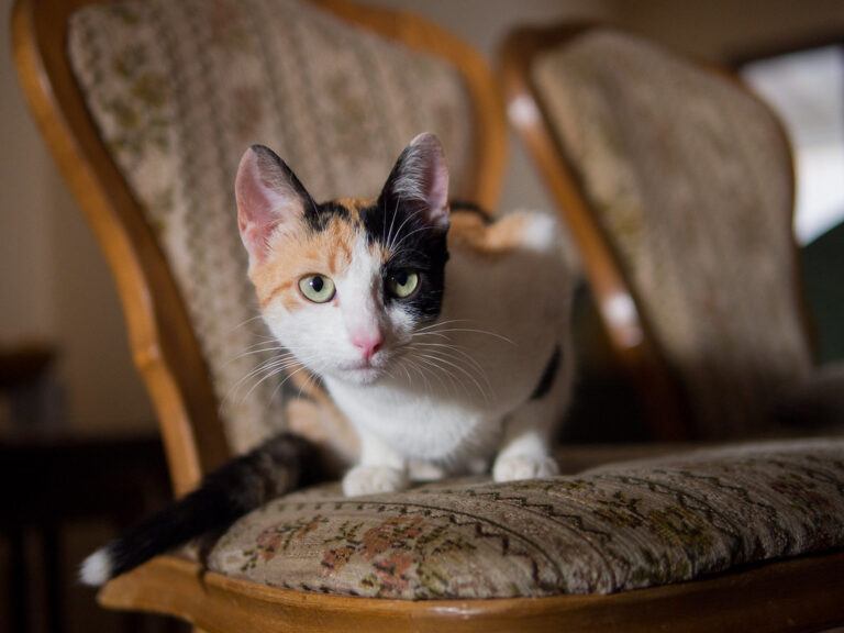 Chat âgé assis sur une chaise dans un intérieur cosy, illustrant les accidents de propreté liés au déclin cognitif