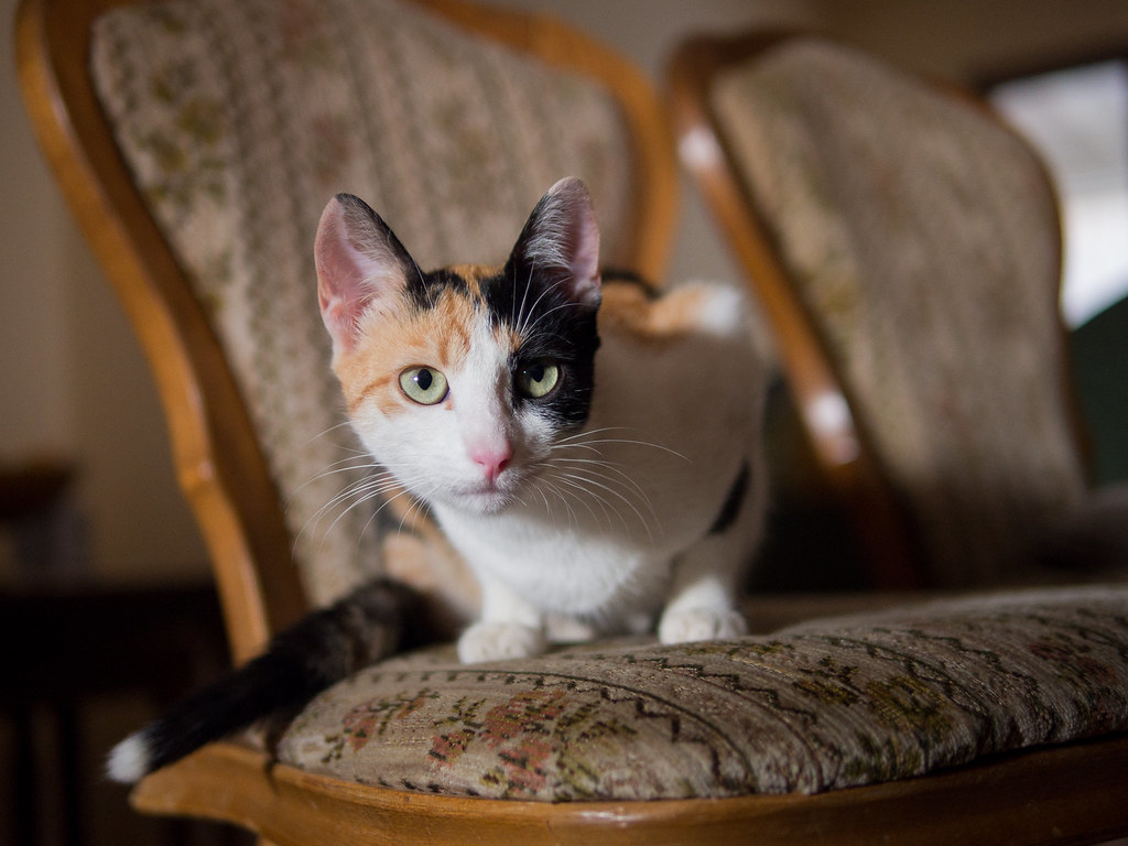 Chat âgé assis sur une chaise dans un intérieur cosy, illustrant les accidents de propreté liés au déclin cognitif