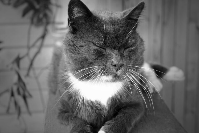 Chat âgé au regard calme, illustrant la désorientation liée au déclin cognitif