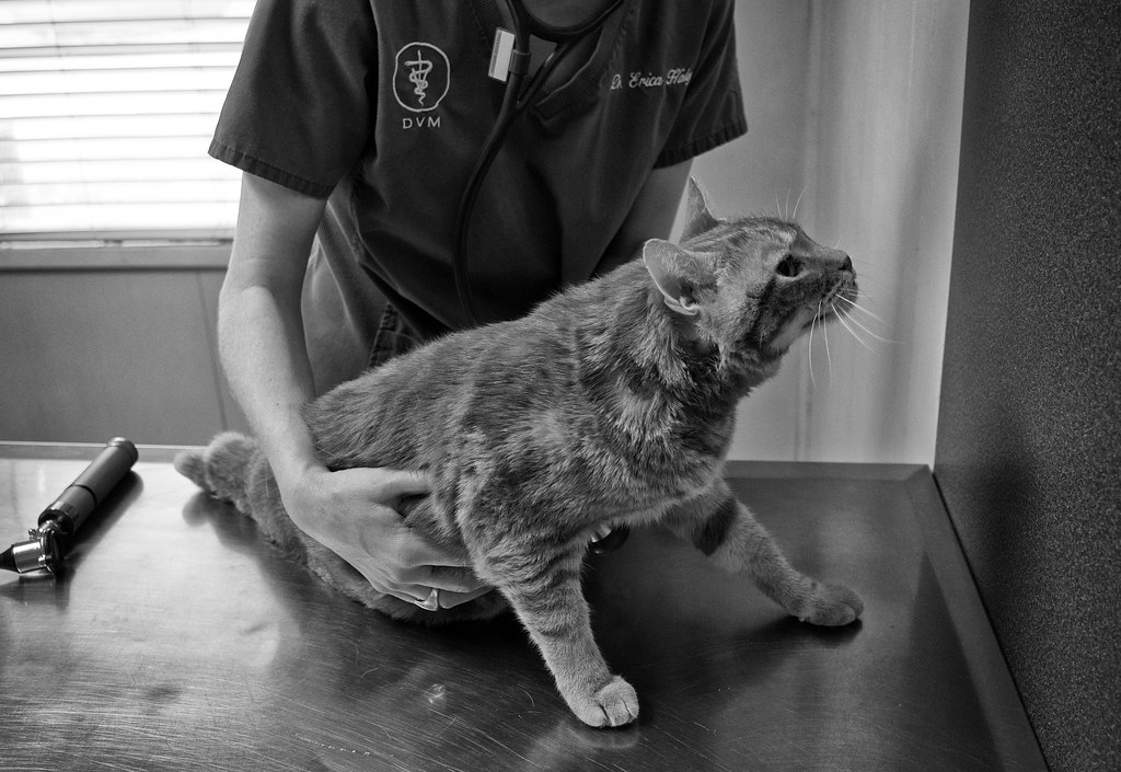 Chat tigré examiné par une vétérinaire sur une table de consultation, illustrant la nécessité d'un avis vétérinaire avant tout traitement du déclin cognitif.