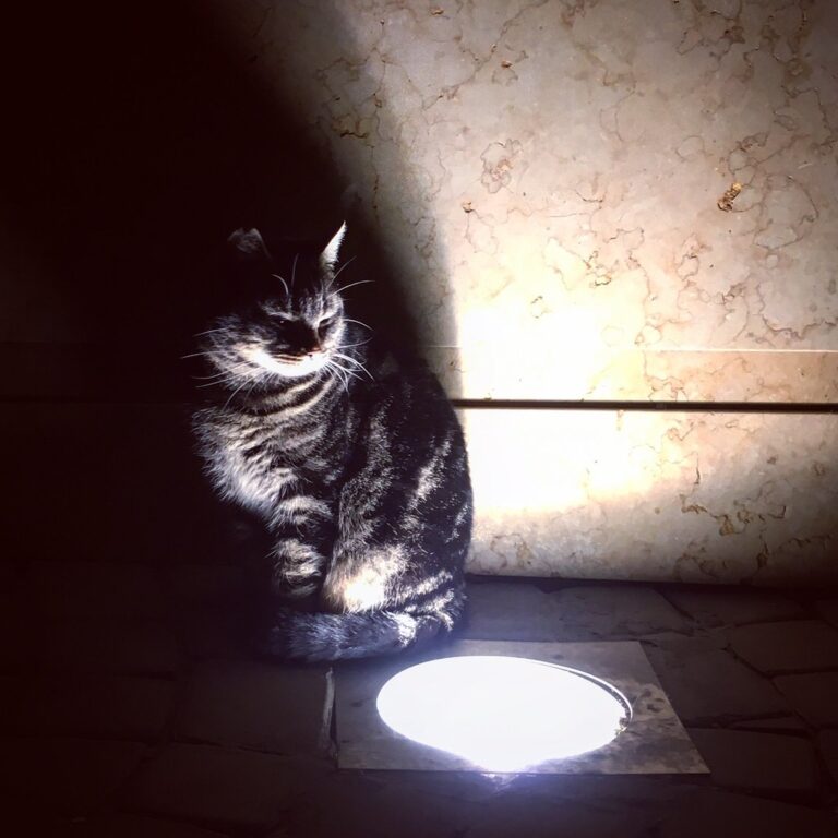 Chat âgé éveillé la nuit dans une pièce faiblement éclairée, illustrant les miaulements nocturnes liés au déclin cognitif