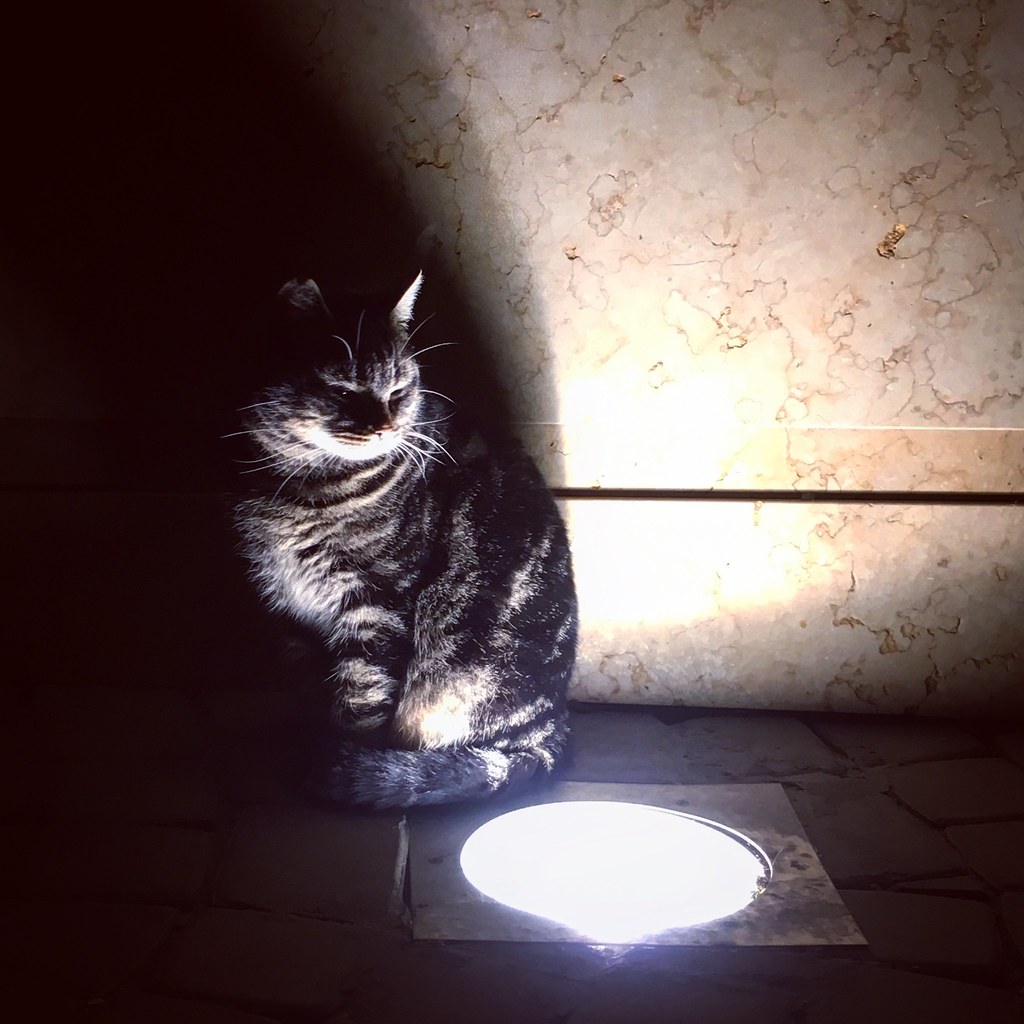 Chat âgé éveillé la nuit dans une pièce faiblement éclairée, illustrant les miaulements nocturnes liés au déclin cognitif