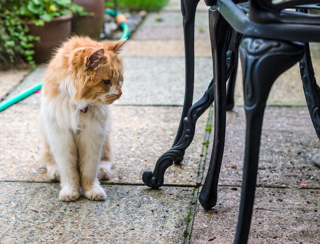 Chat âgé au pelage roux et blanc, assis pensif dans un jardin, illustrant le vieillissement et l'attention à porter à son alimentation.