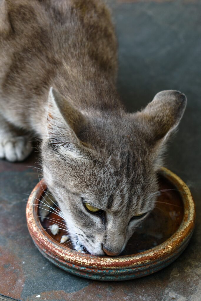 Chat senior mangeant dans sa gamelle, illustrant la digestion et les fibres chez le chat âgé. Photo : Chalta Phirta / Pexels