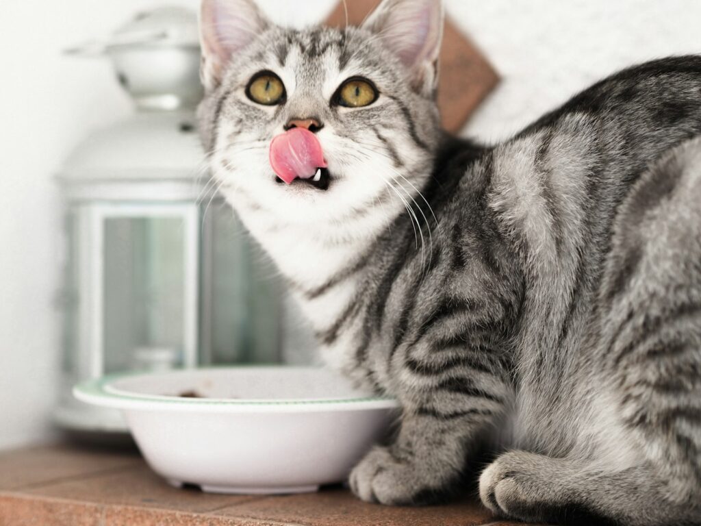 Chat senior se léchant les babines après un repas, illustrant les besoins en protéines du chat âgé. Photo : Laura Chouette / Unsplash
