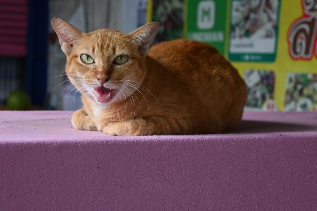 Chat roux miaulant la gueule ouverte en pleine journée, illustration des vocalises diurnes excessives chez le chat âgé