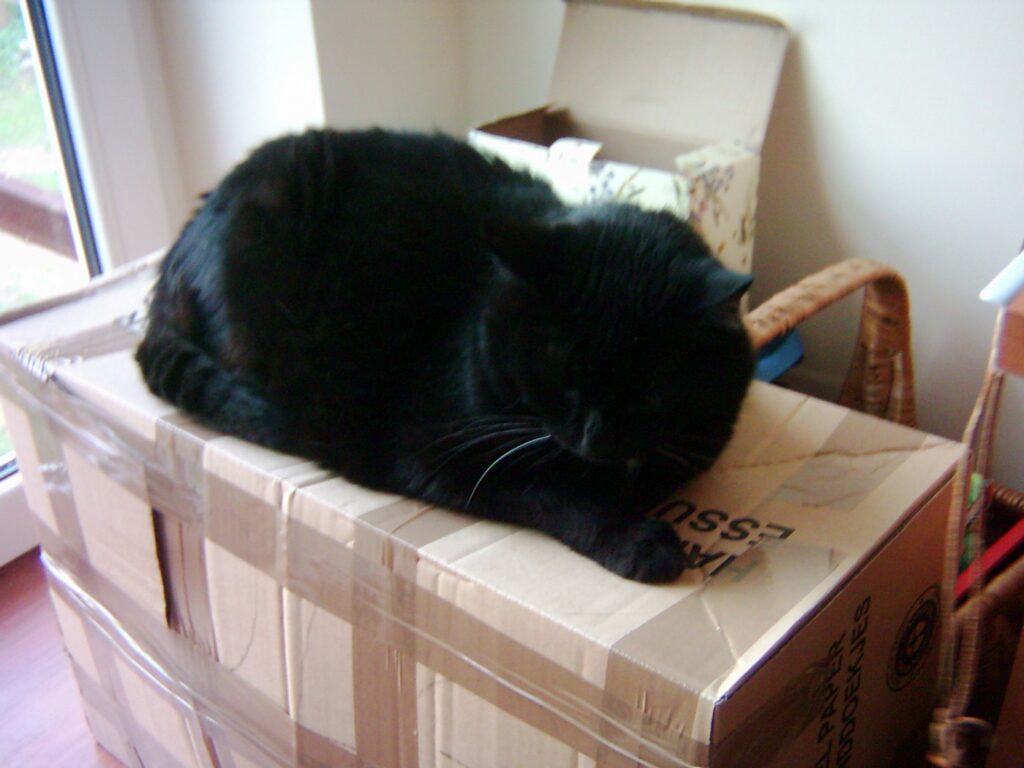 Chat noir très âgé se reposant paisiblement dans un carton près d'une fenêtre, illustration de l'espérance de vie avec un déclin cognitif