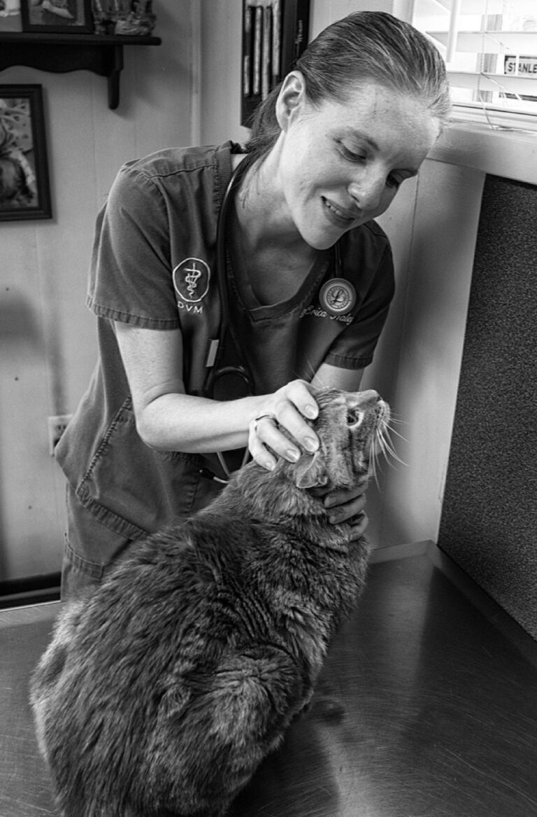 Vétérinaire examinant un chat sur la table de consultation, illustration de la démarche diagnostique du déclin cognitif félin