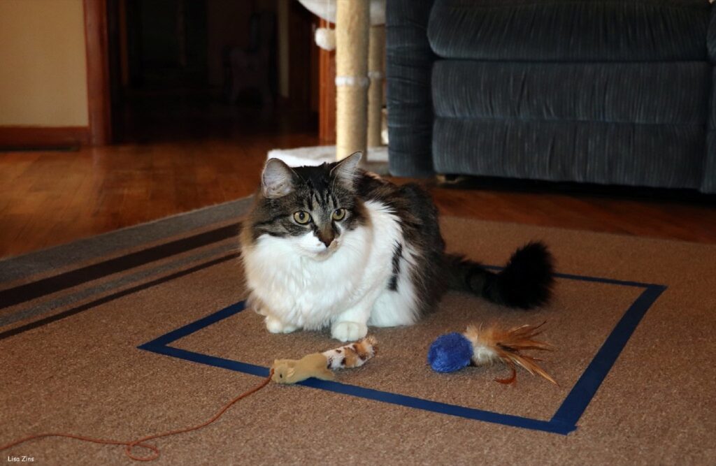 Chat assis sur un tapis entouré de jouets d'éveil, illustration de la stimulation cognitive adaptée au chat senior