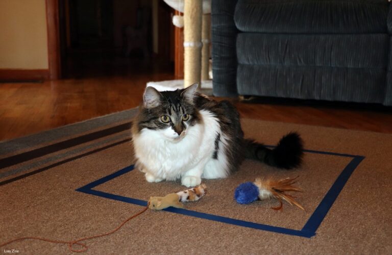 Chat assis sur un tapis entouré de jouets d'éveil, illustration de la stimulation cognitive adaptée au chat senior