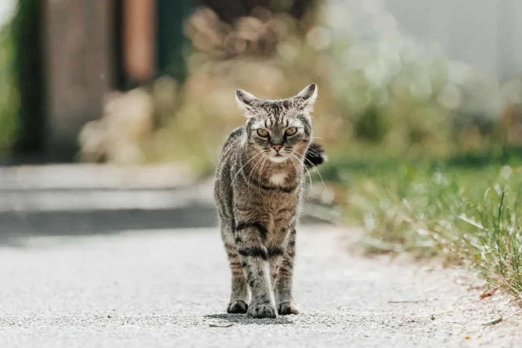 Chat âgé, illustrant la surveillance du poids chez le chat senior