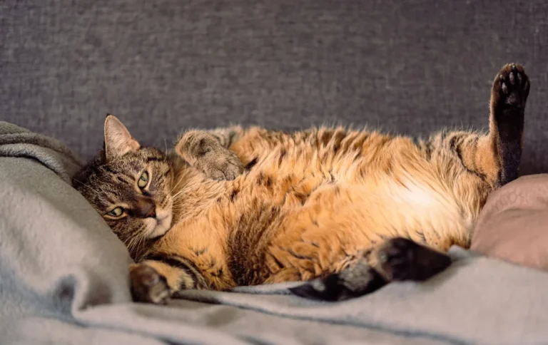 Chat âgé couché près de sa gamelle pleine à laquelle il n'a pas touché, illustrant le refus de manger chez le chat senior