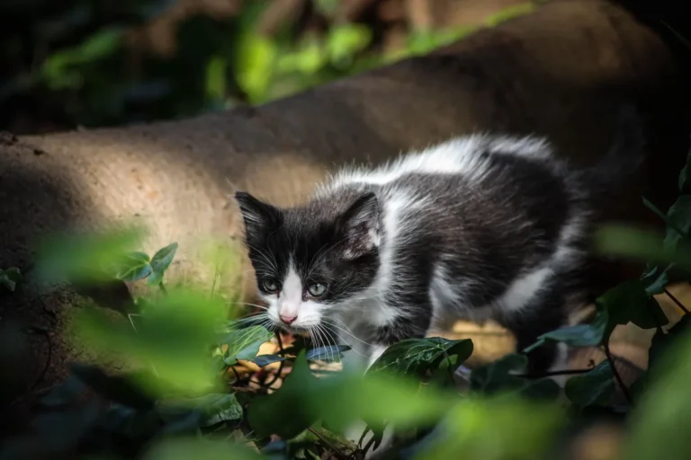 Chat âgé penché au-dessus de sa gamelle d'eau, illustrant la soif accrue qui peut évoquer un problème rénal