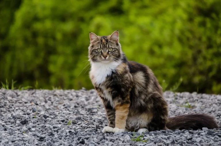 Chat âgé assis près de sa litière, illustrant la surveillance des passages à la litière recommandée en cas de troubles urinaires