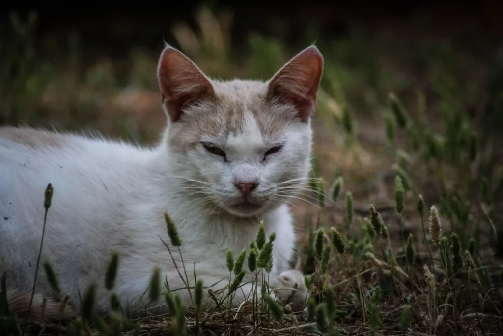 Chat âgé en léger surpoids allongé au sol, illustrant la difficulté à sauter que peut entraîner l'excès de poids
