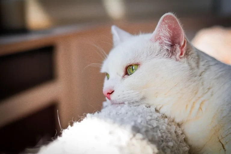 Chat sans poil enroulé dans une couverture, illustrant la recherche de chaleur propre aux races à pelage très fin