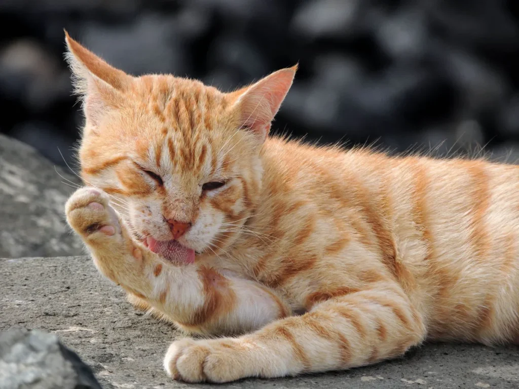 Chat âgé au pelage terne allongé sur un plaid, illustrant une baisse du toilettage chez un chat senior