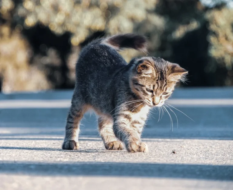 Chat marchant en extérieur, pattes arrière visibles, illustrant l'observation de la démarche recommandée en cas de luxation de la rotule