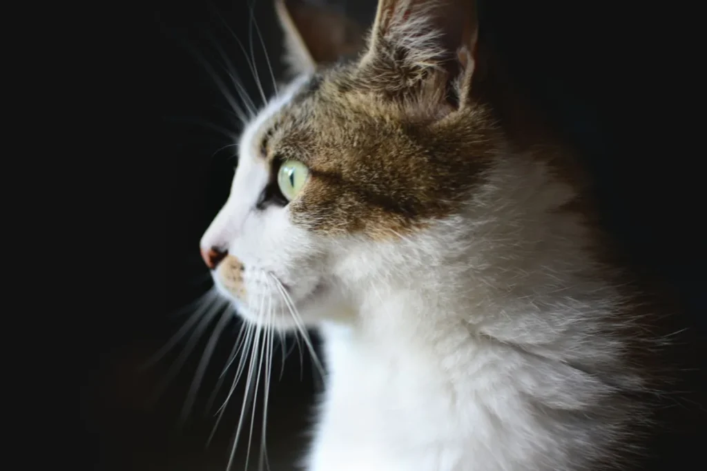 Chat au repos, cage thoracique visible, illustrant l'observation de la respiration recommandée en cas de suspicion d'asthme félin