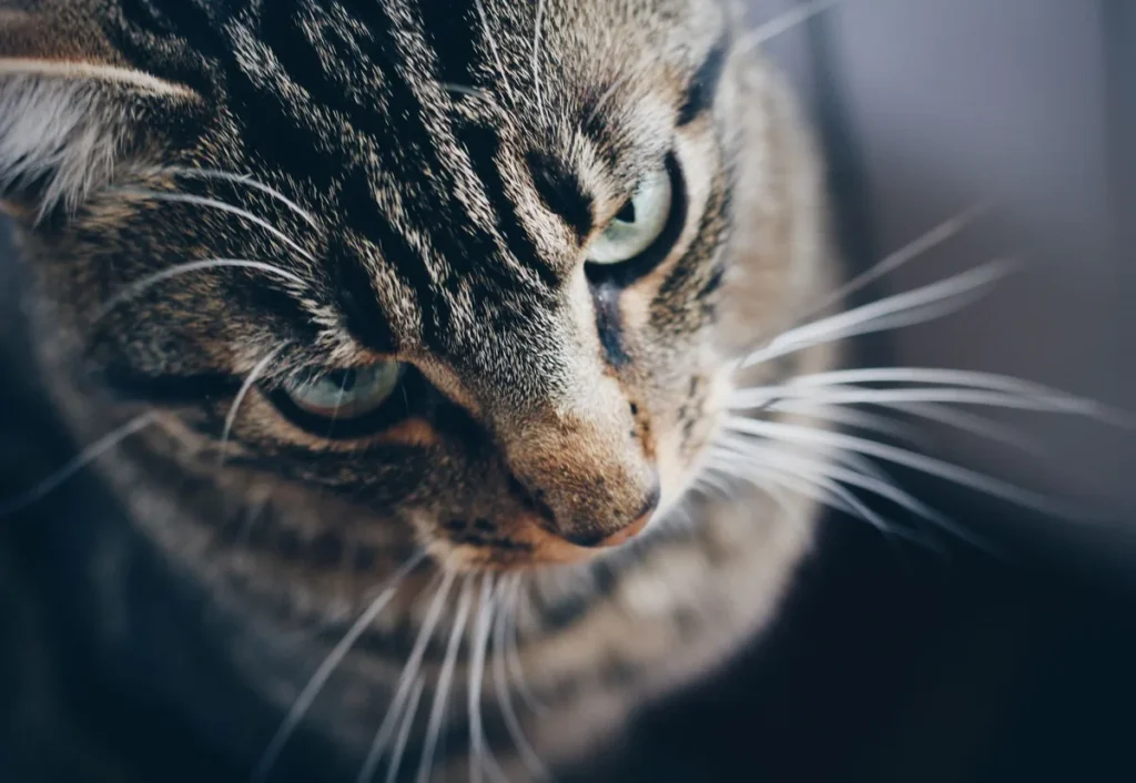 Chat adulte, gueule légèrement entrouverte, illustrant l'examen de la bouche recommandé en cas de suspicion de maladie parodontale