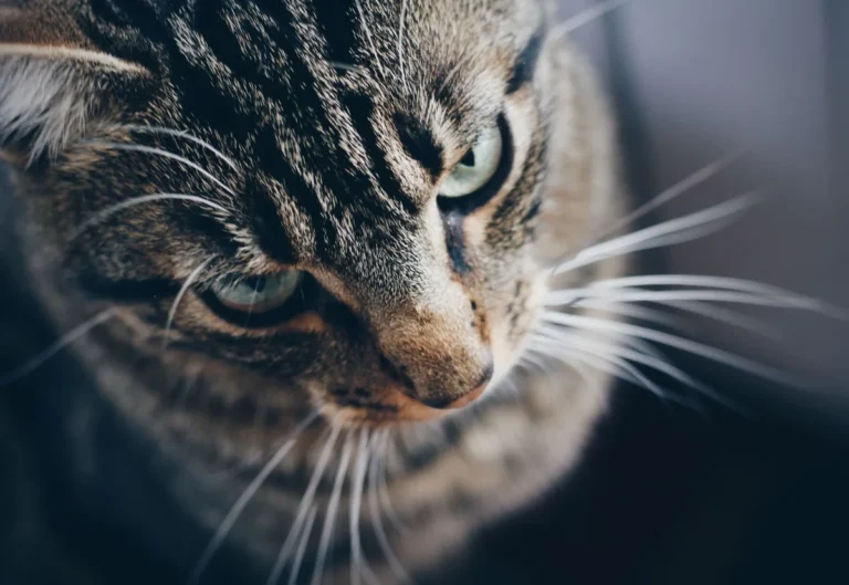 Chat adulte, gueule légèrement entrouverte, illustrant l'examen de la bouche recommandé en cas de suspicion de maladie parodontale