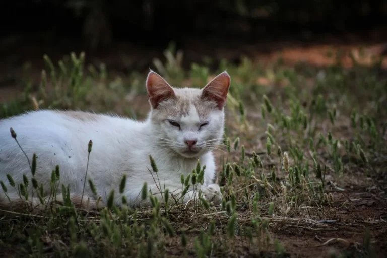 Chat de race Abyssin allongé et somnolent, illustrant la fatigue inhabituelle qui peut évoquer une anémie