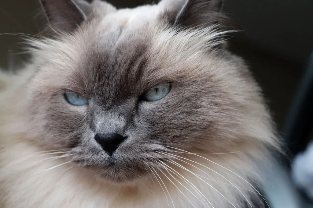 Chat âgé dont on examine la bouche, illustrant le contrôle dentaire recommandé face à une gingivite chronique