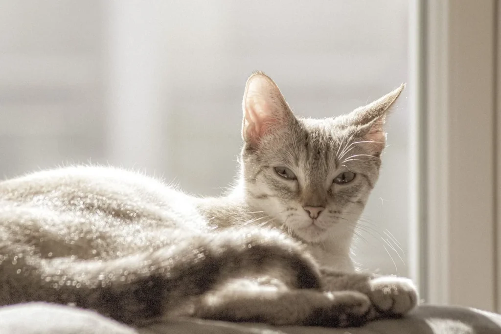 Chat de race Siamois allongé et amaigri, illustrant la perte d'appétit qui peut évoquer une amylose féline