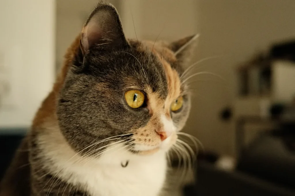 Chat âgé penché au-dessus de sa gamelle d'eau, illustrant la soif accrue associée à la maladie rénale chronique.
