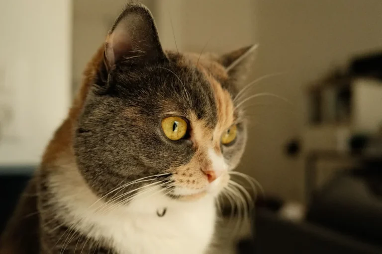 Chat âgé penché au-dessus de sa gamelle d'eau, illustrant la soif accrue associée à la maladie rénale chronique.