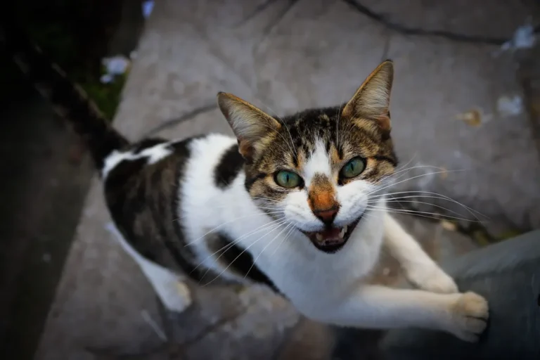 Chat penché sur sa gamelle de croquettes, illustrant l'appétit augmenté typique du diabète sucré félin.