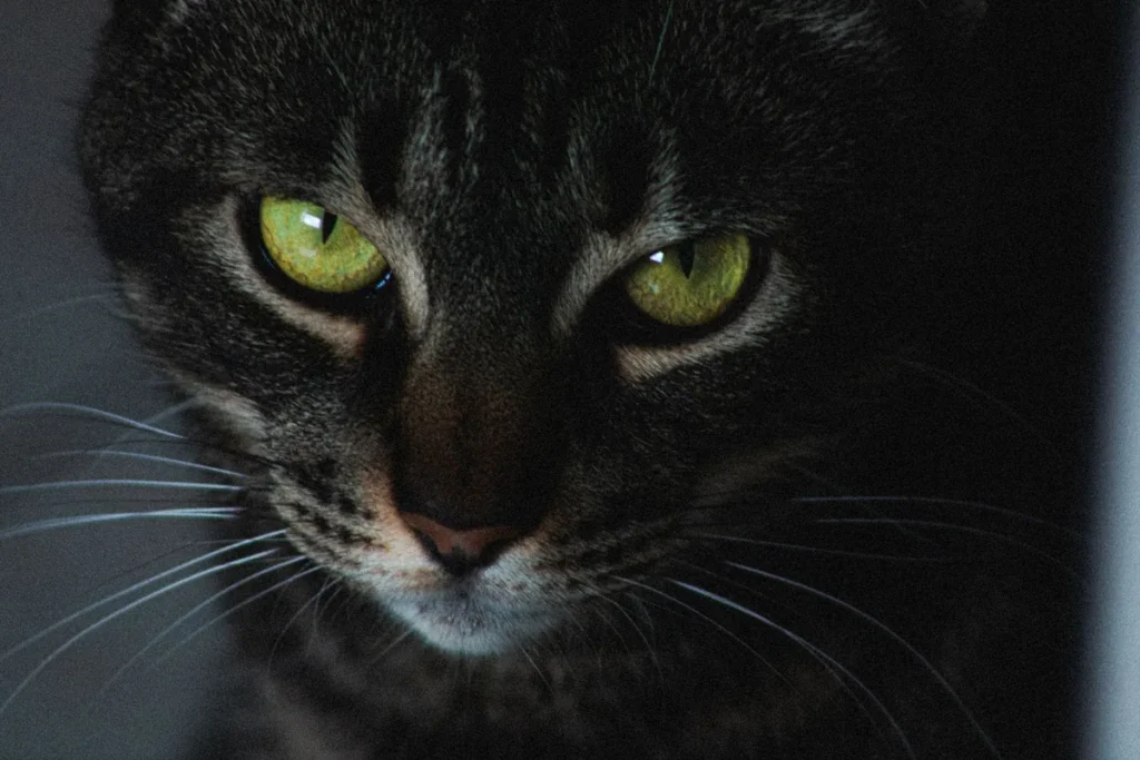 Chat aux pupilles dilatées dans une pièce en pénombre, illustrant la baisse de vision nocturne liée à l'atrophie rétinienne progressive.