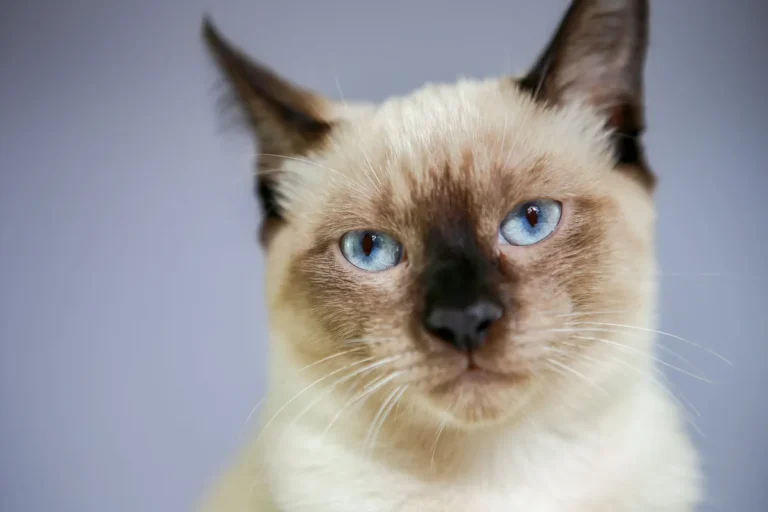 Portrait d'un chat siamois aux yeux légèrement tournés vers l'intérieur, illustrant le strabisme convergent lié au patron colourpoint.