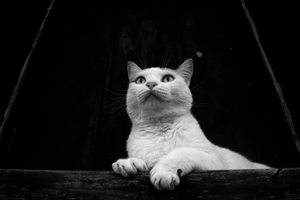 Chat blanc aux yeux bleus regardant fixement, illustrant la surdité congénitale liée au gène du blanc