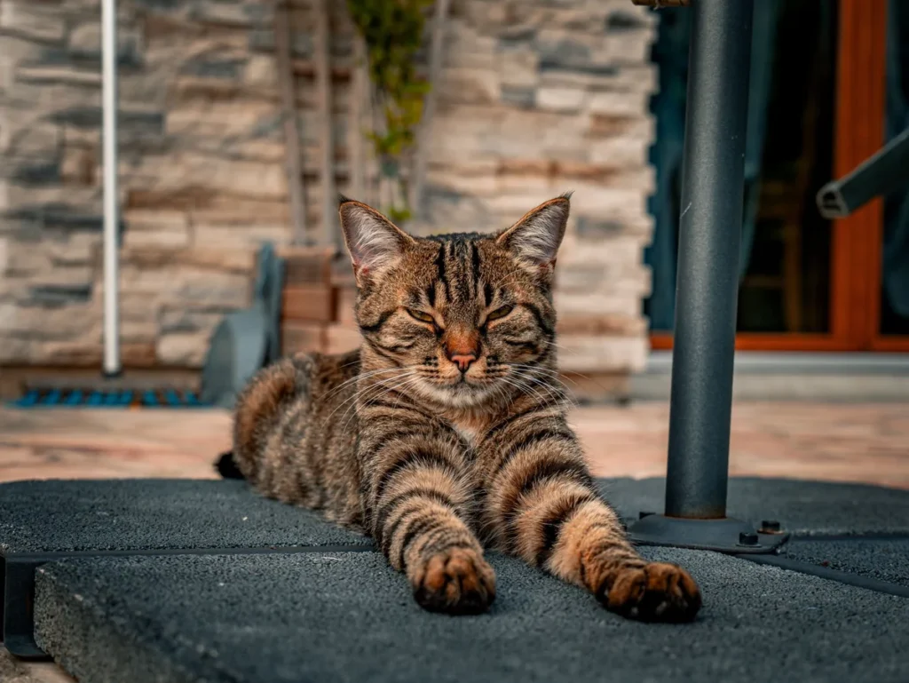 Chat Bengal allongé au sol, illustrant les épisodes digestifs répétés de l'entéropathie chronique