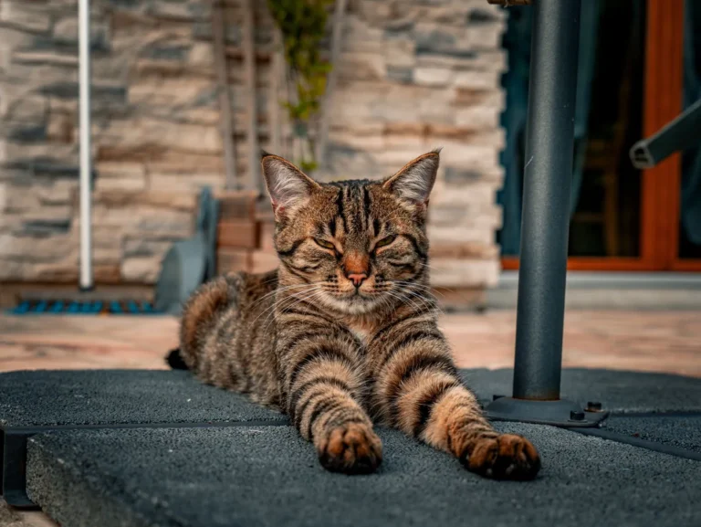 Chat Bengal allongé au sol, illustrant les épisodes digestifs répétés de l'entéropathie chronique