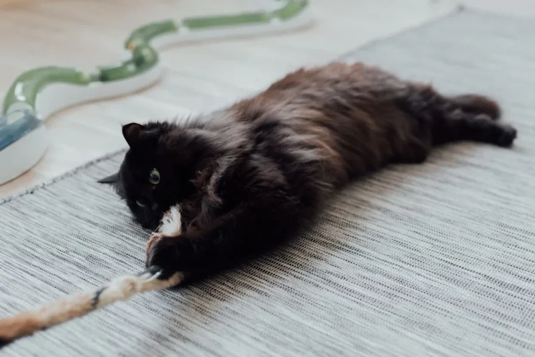 Chat de type oriental mordillant un vêtement en laine posé sur un canapé